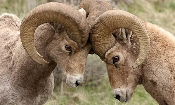YS11 bighorn rams 117_9211.jpg