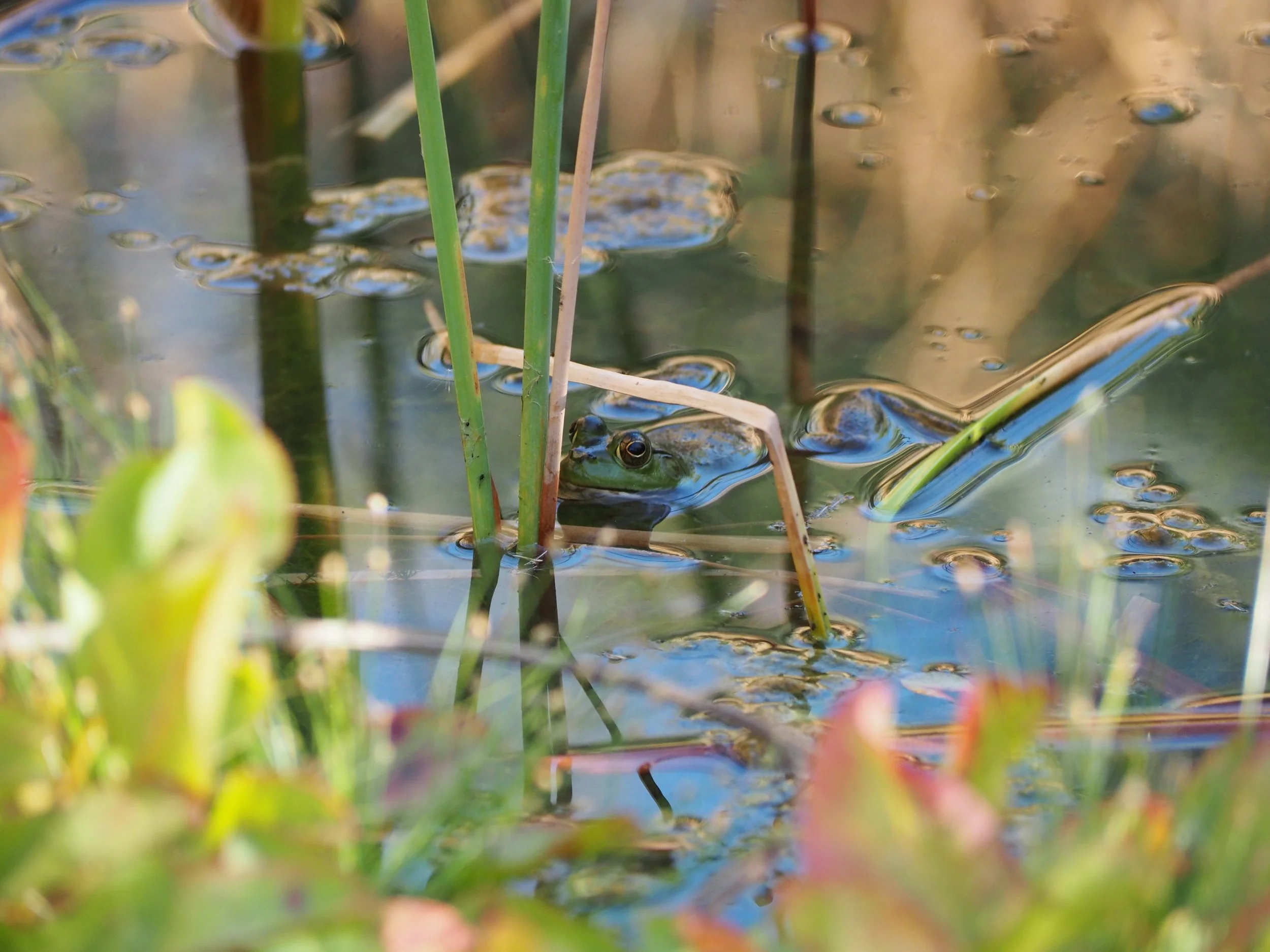Frog in the Desert Botanical Garden