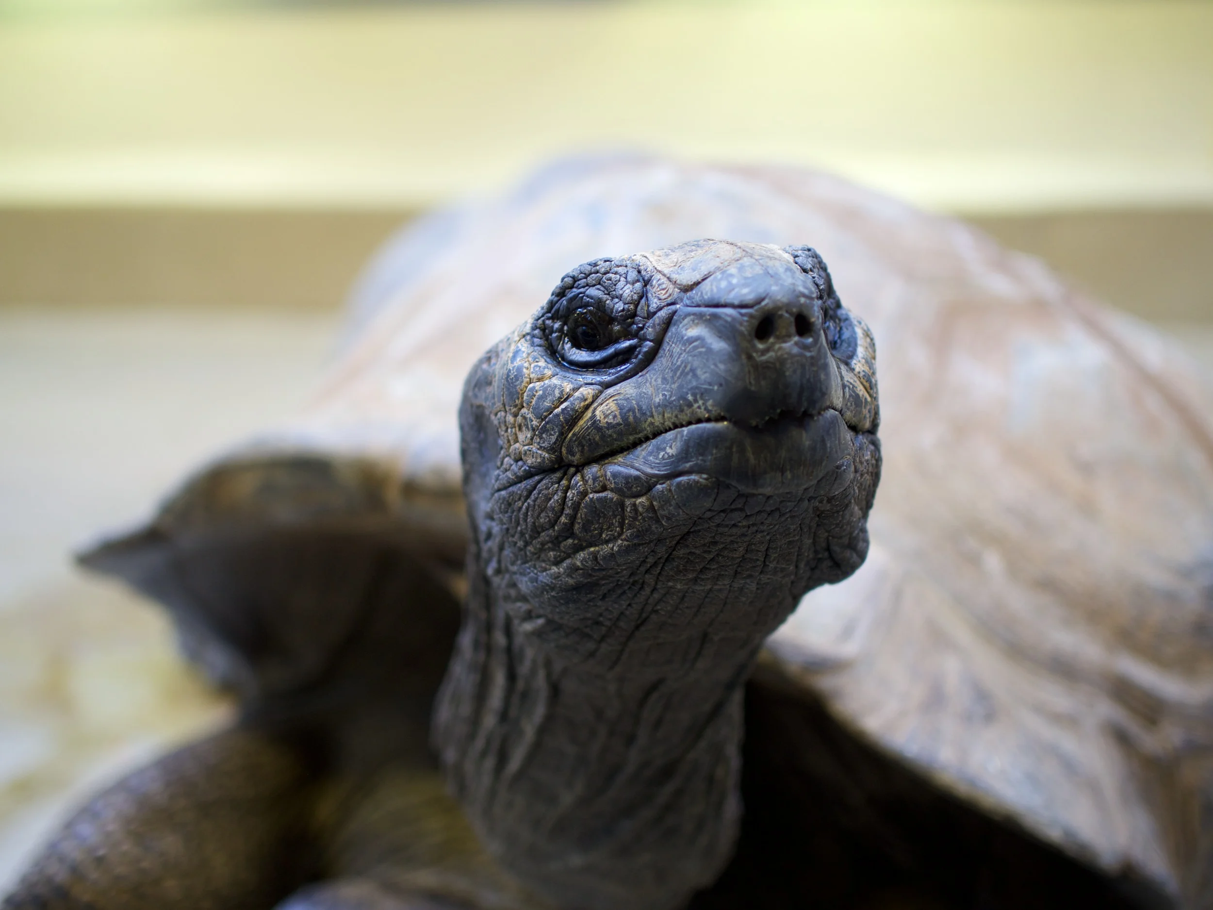 Turtle in D.C. Zoo