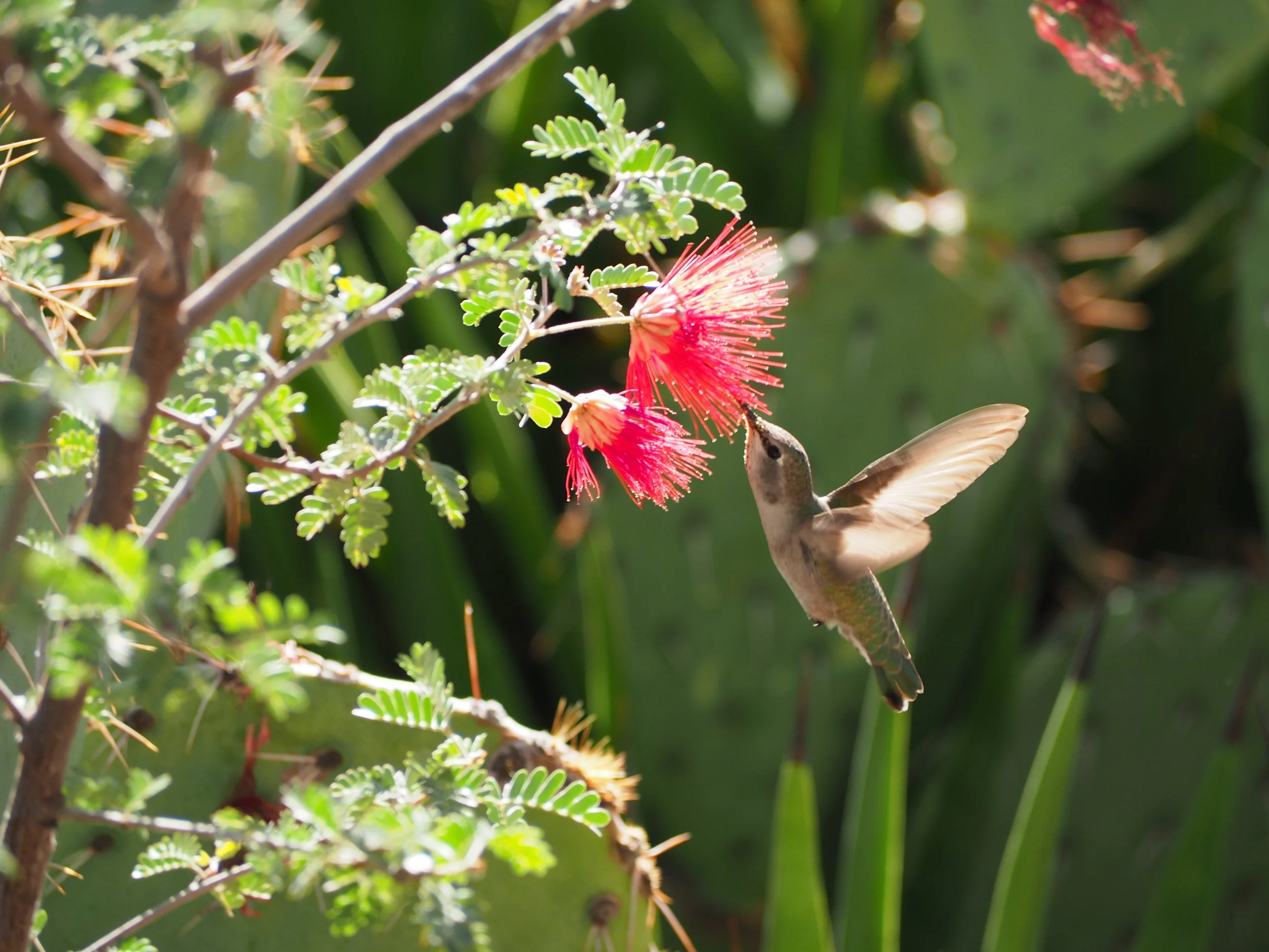 Hummingbird