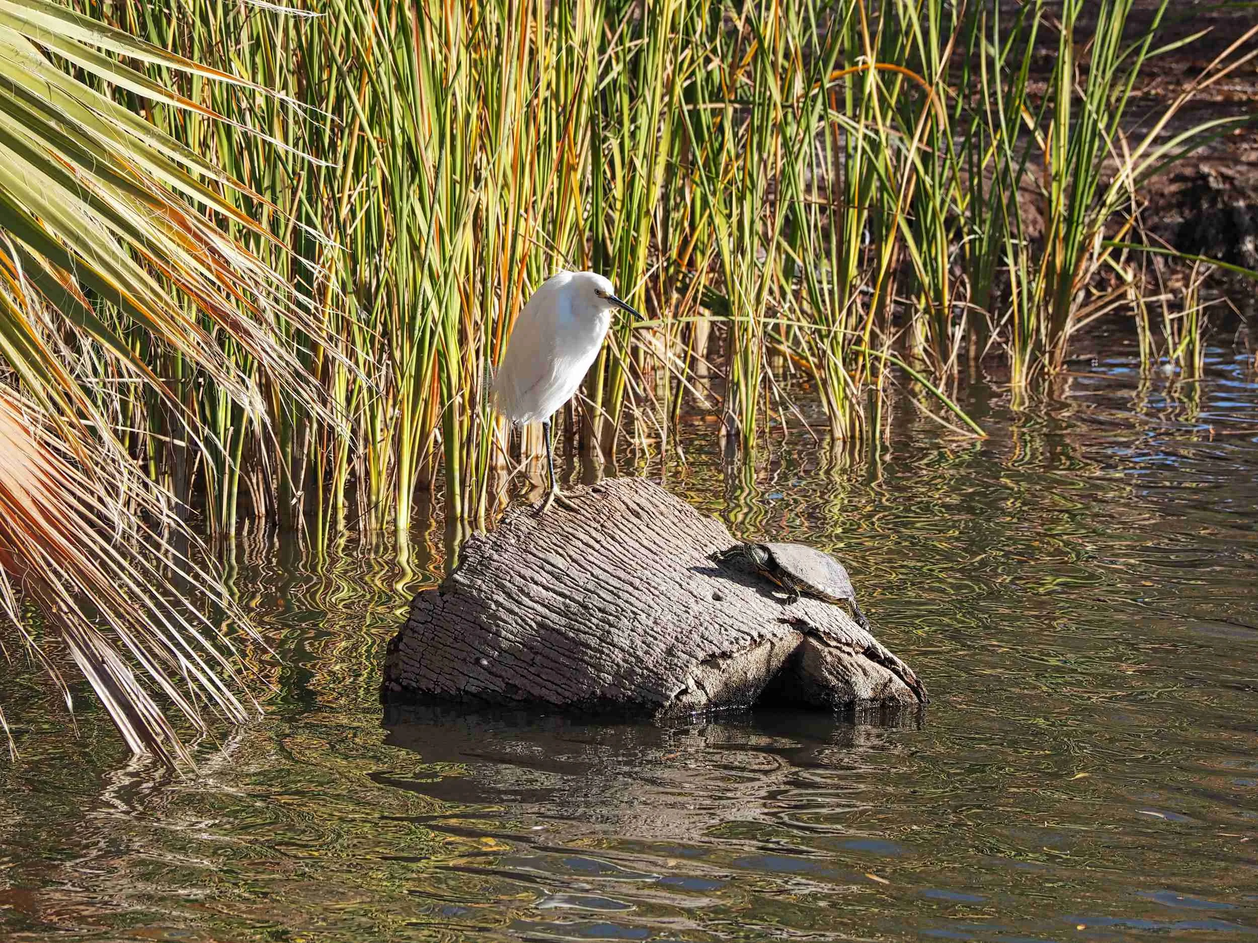 Crane & Turtle two celestial creatures of Taoism