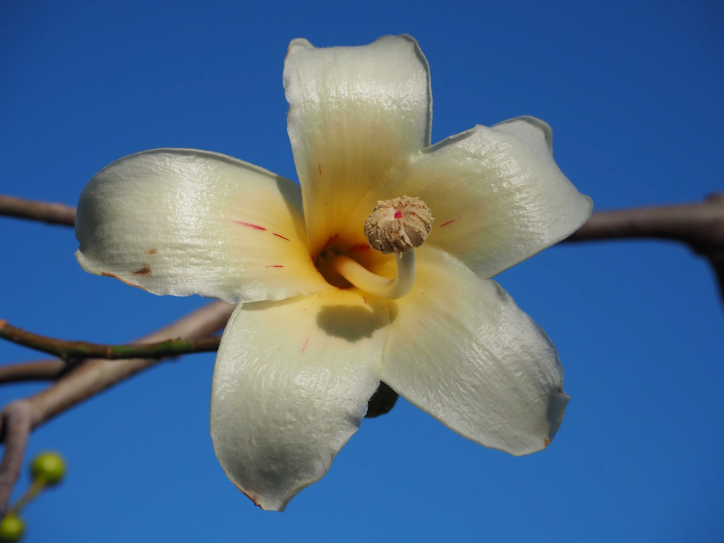 White Silk Floss Tree, Desert Botanical Garden