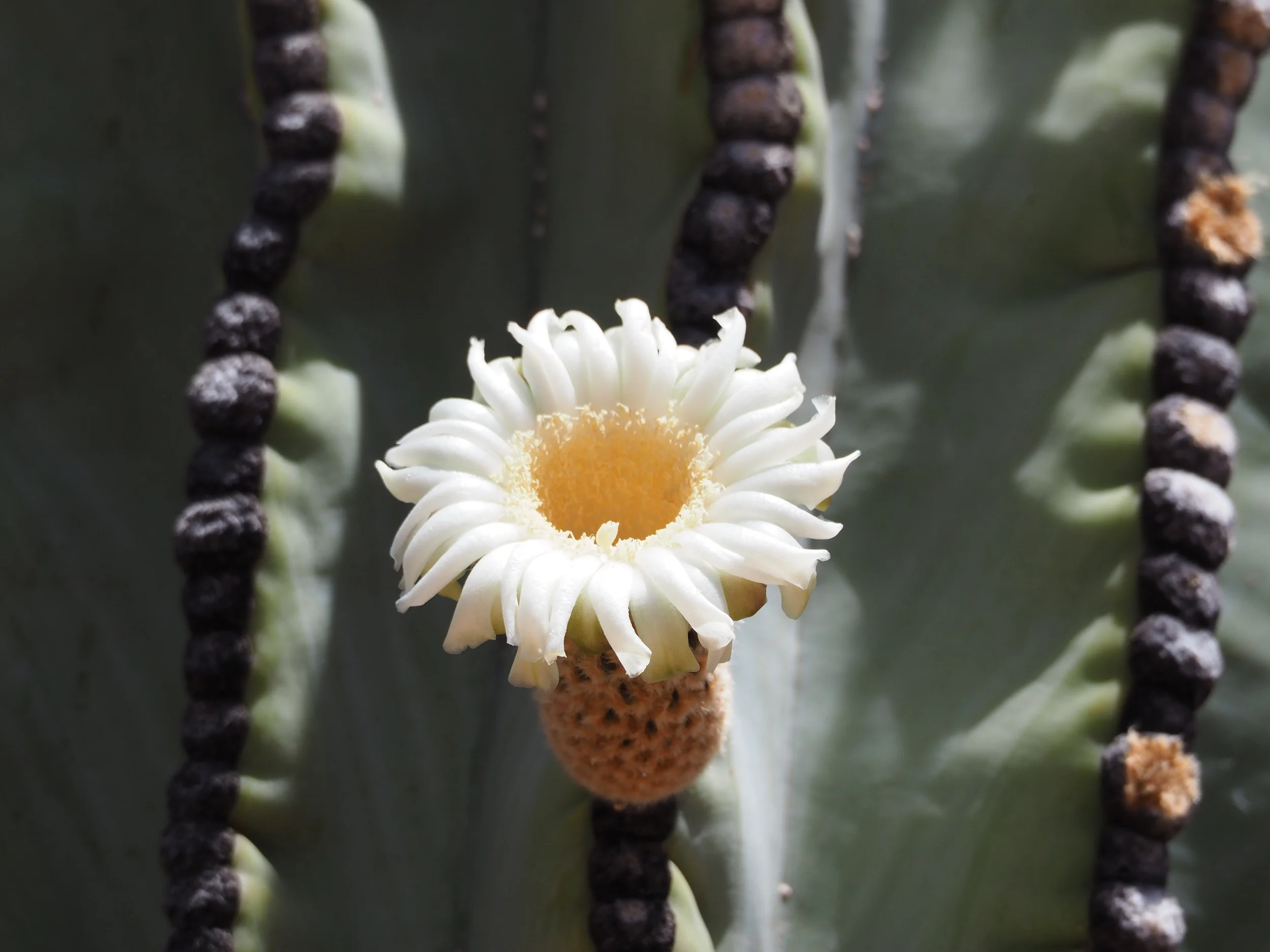 Sonoran Desert's Blossom