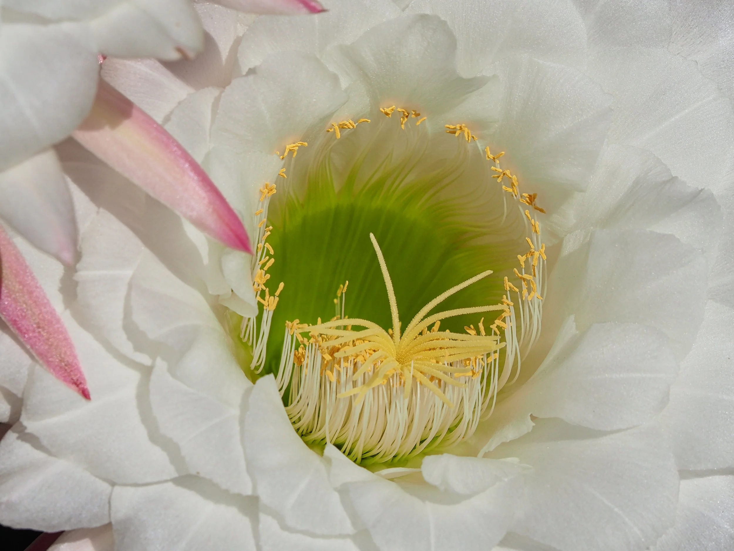 Argentine giant blossom at the Desert Botanical Garden.