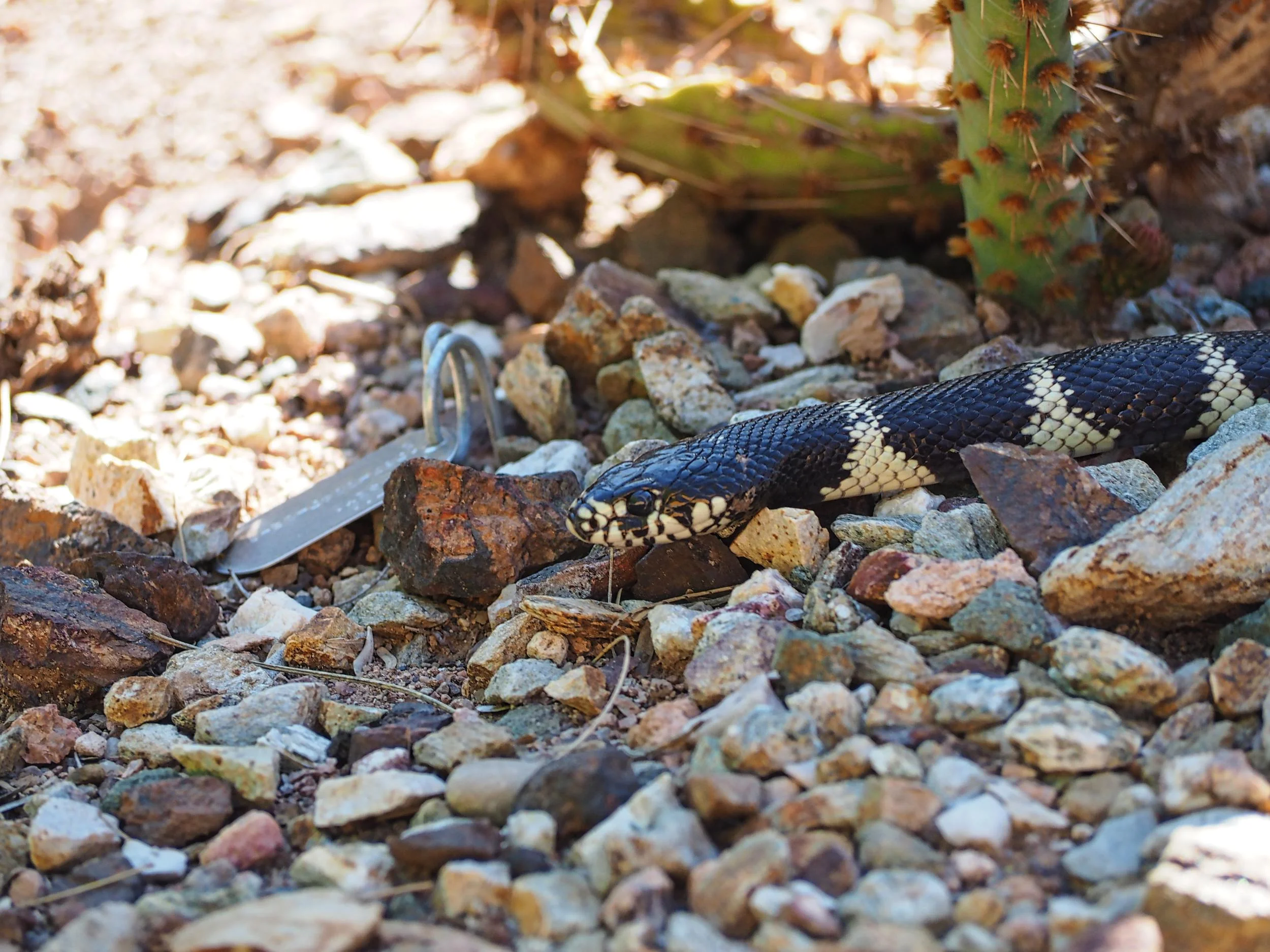 King Snake of Sonoran Desert
