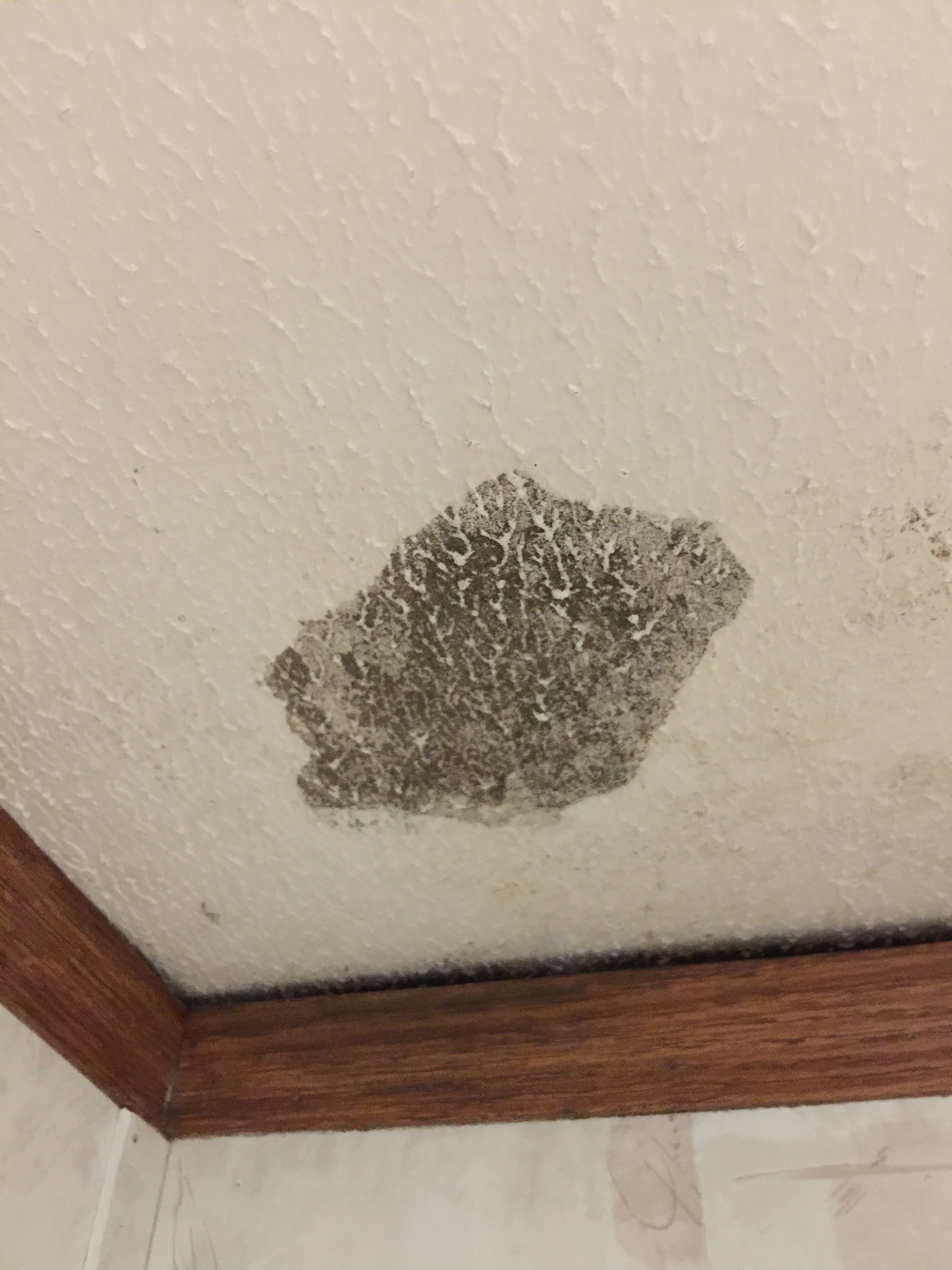 Mold Growth