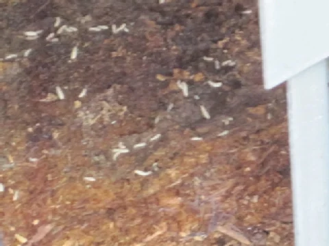 Wood Destroying Insects