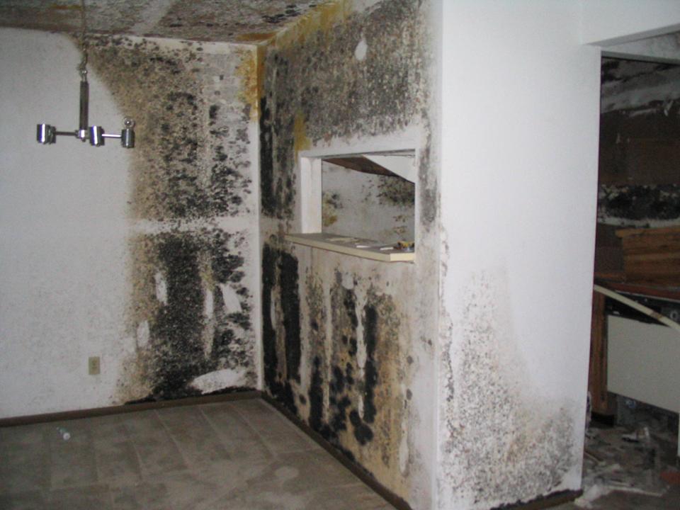 Is Black Mold A Common Issue In Houston Homes