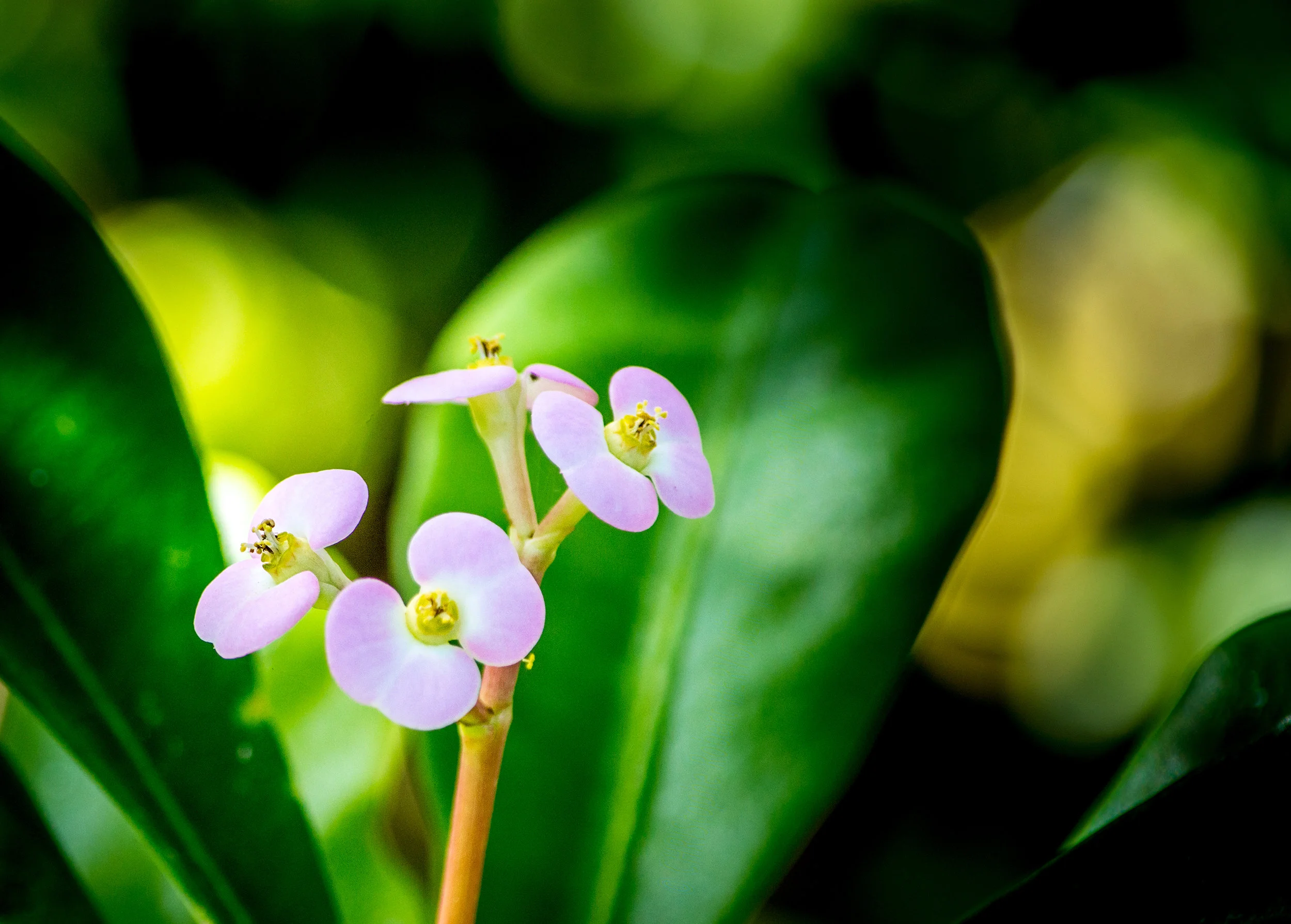 PURPLE BUTTERFLIES.jpg