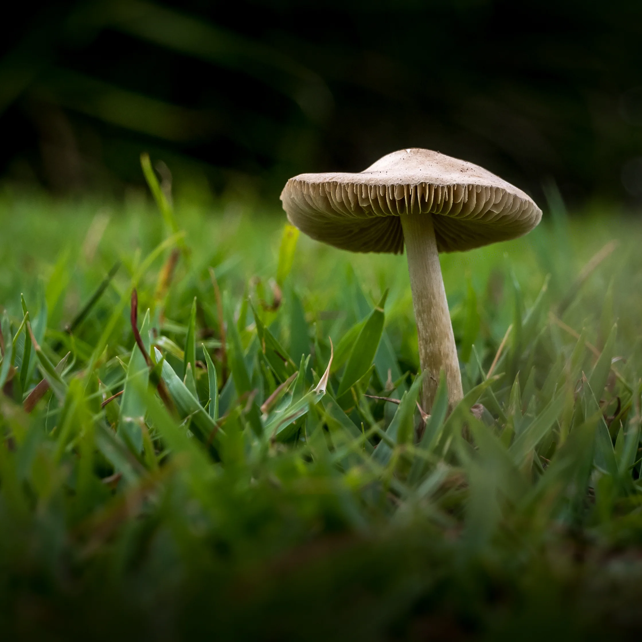 CRH_2016_ORPHANAGE-FUNGUS_1000051-500px.jpg