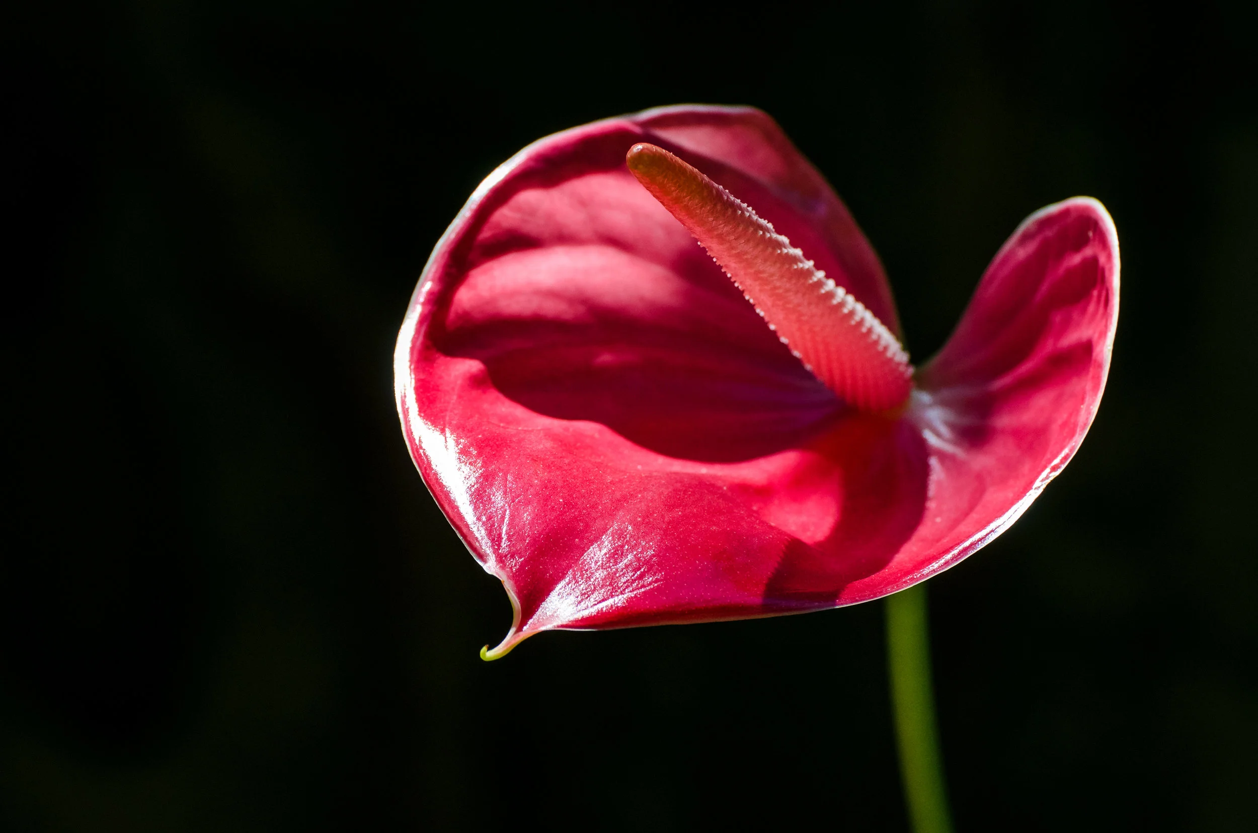 CRH_2016_A-FLOWERING-LIE_9210_500px.jpg
