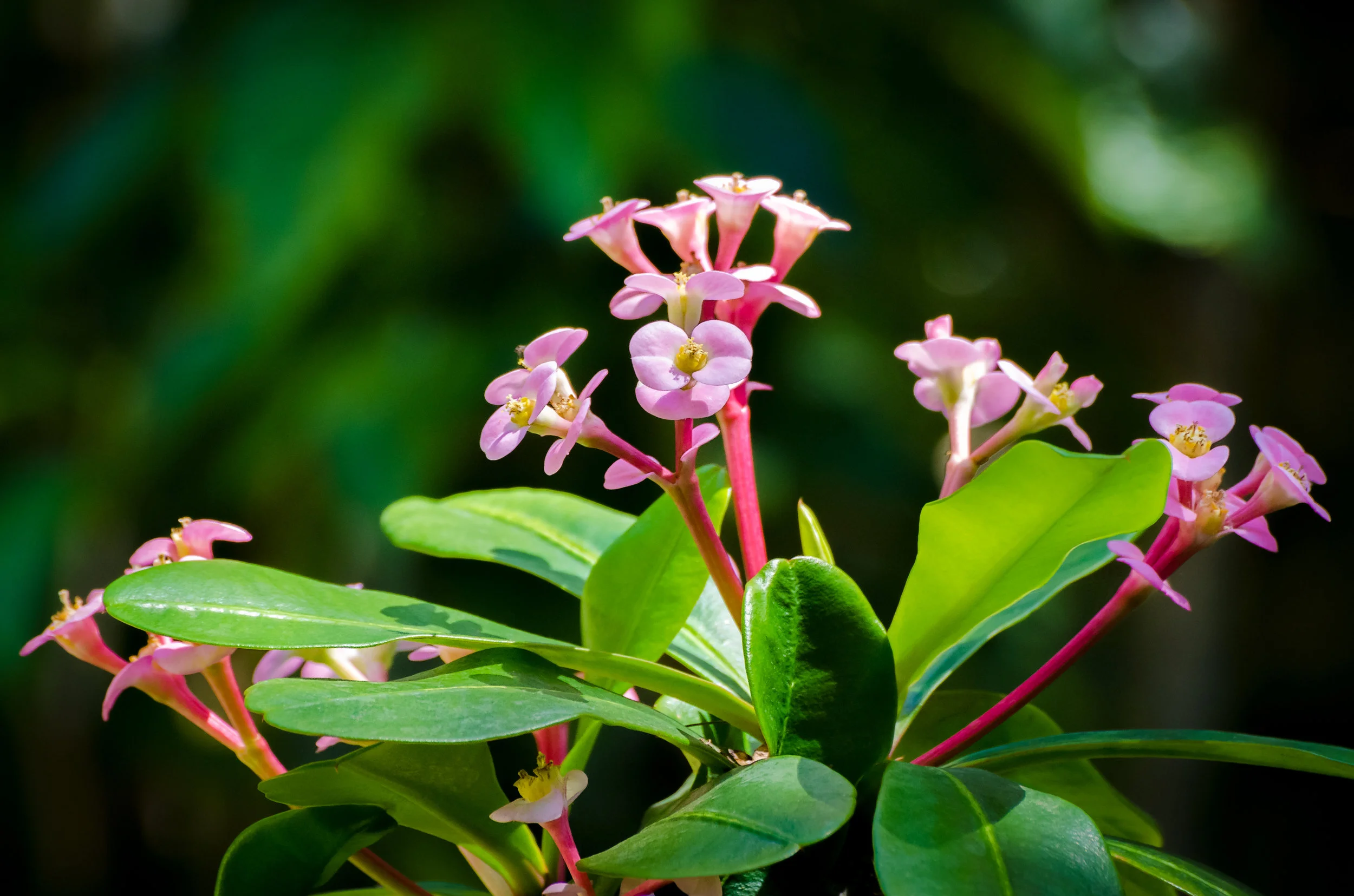 CRH_2016_PINK-KALEIDOSCOPE_9207-500px.jpg