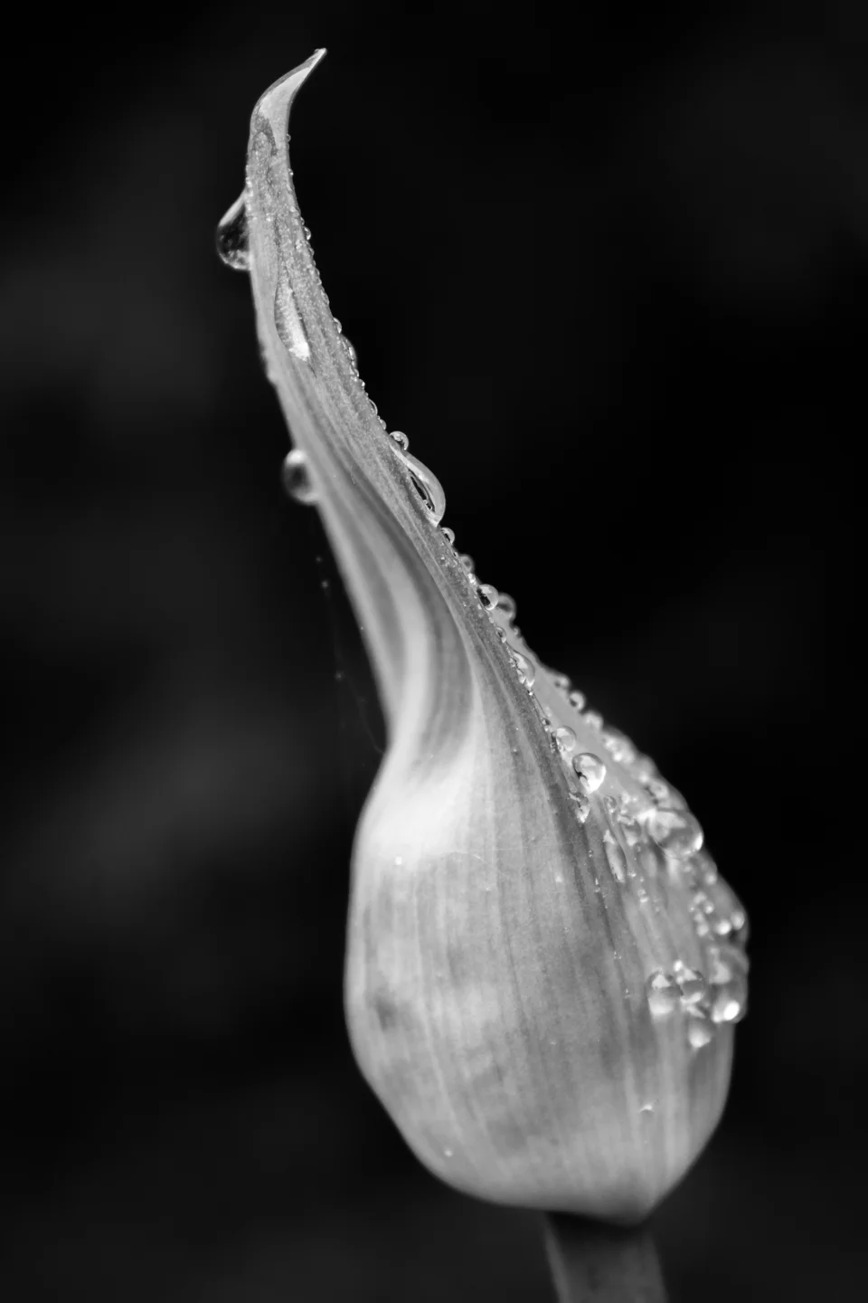 TEARDROPS ON A TEARBUD.jpg