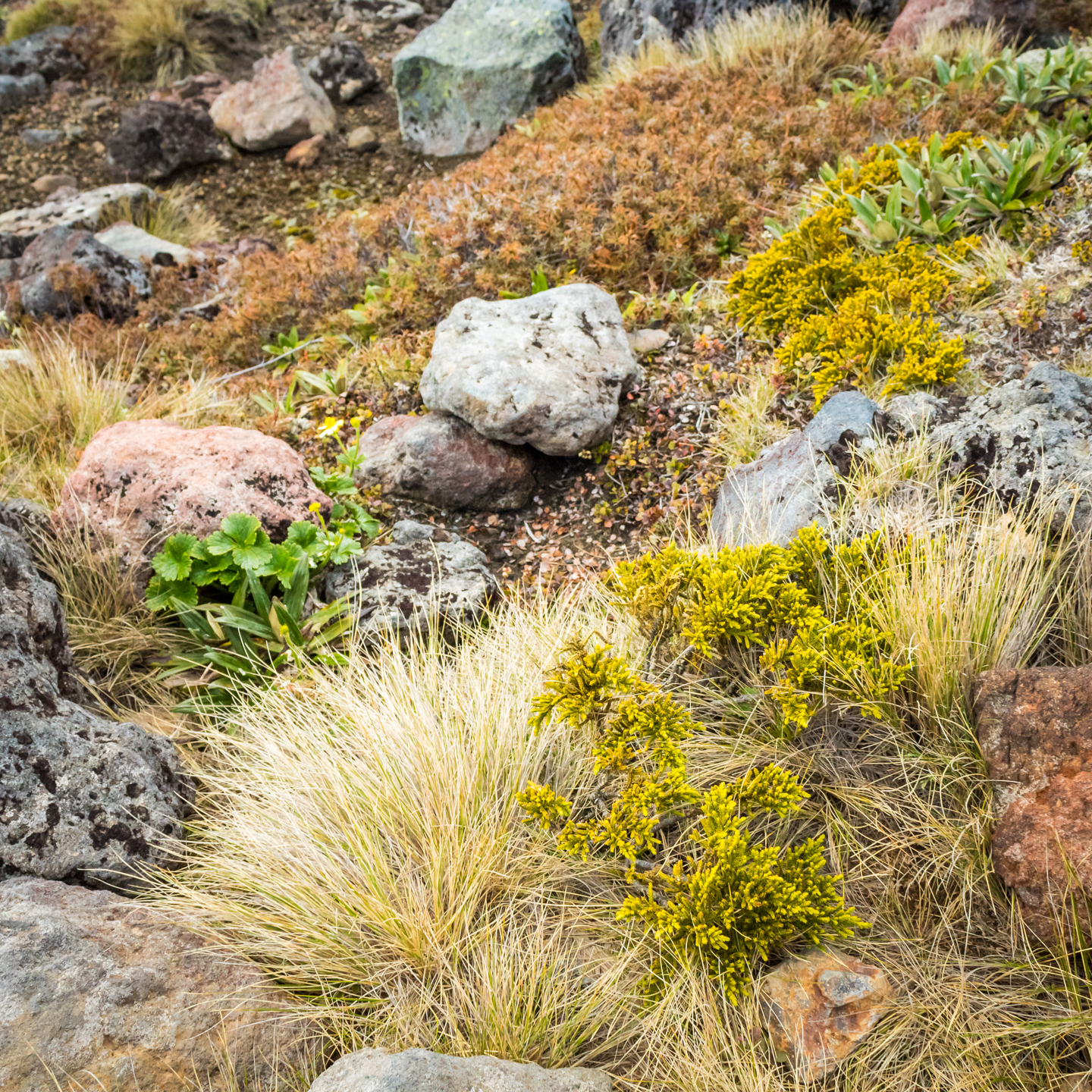 CRH_2018_NZ-DAY_10-TONGARIRO_ALPINE_CROSSING_4439.jpg