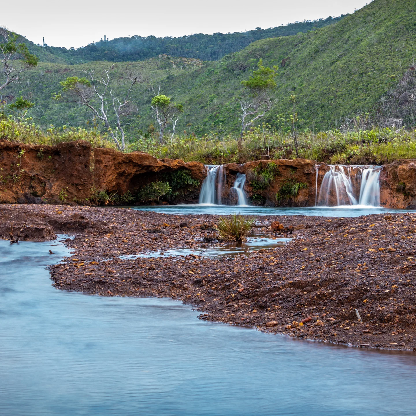 CRH_2018_NÉOCALLITROPSIS_REFUGE_FALLS_2455.jpg
