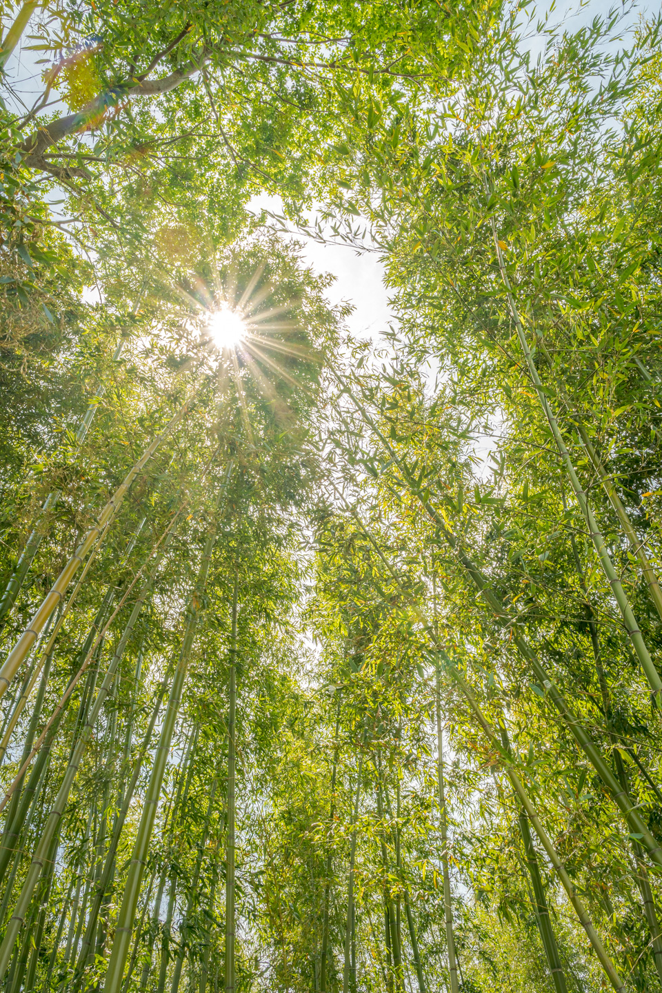 ARASHIYAMA BAMBOO FOREST