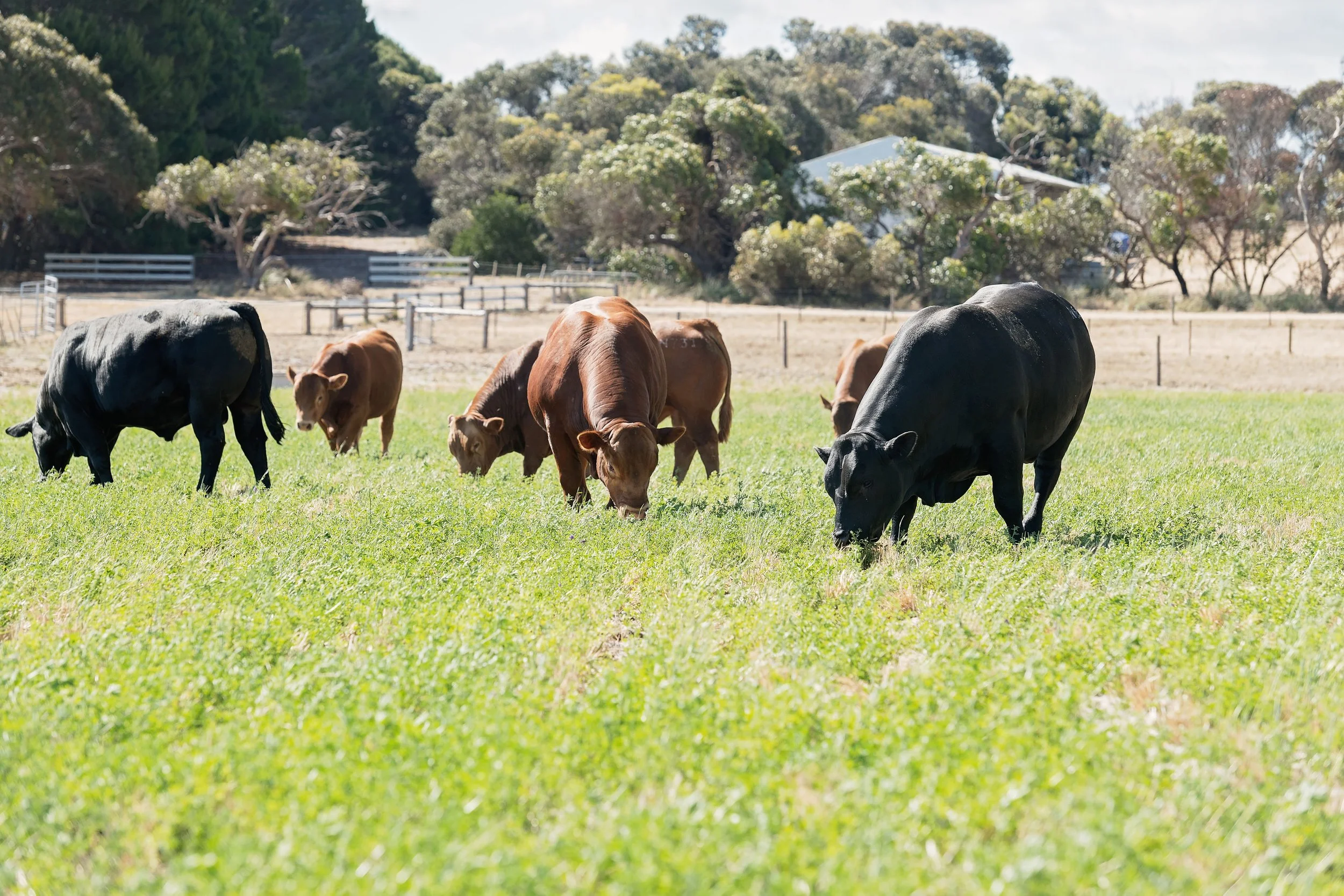 Bulls on Lucerne.jpg