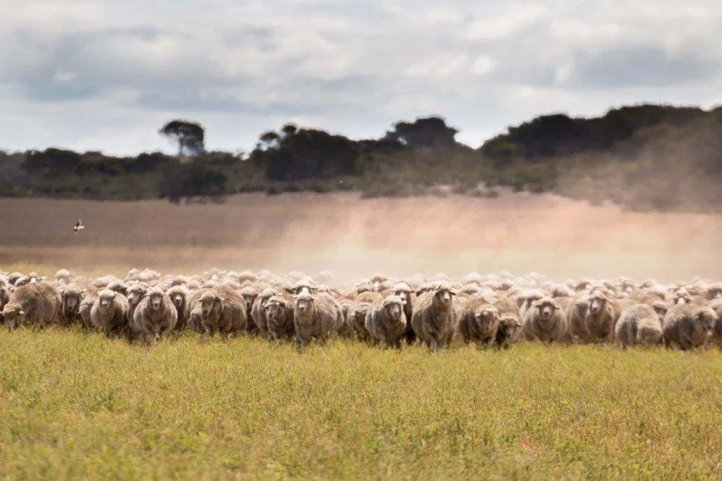 Schulz ewes (1).jpg