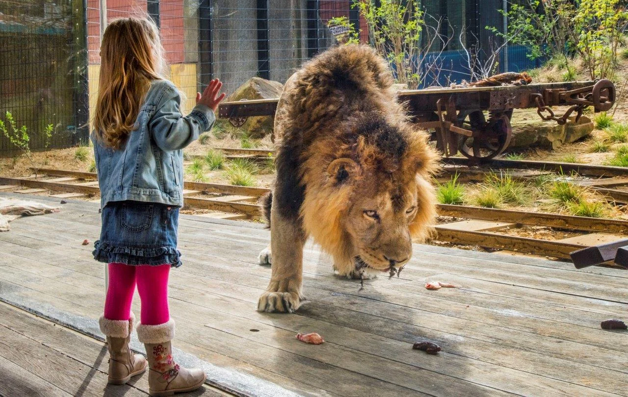 land-of-lions-04_16-023-1.jpg