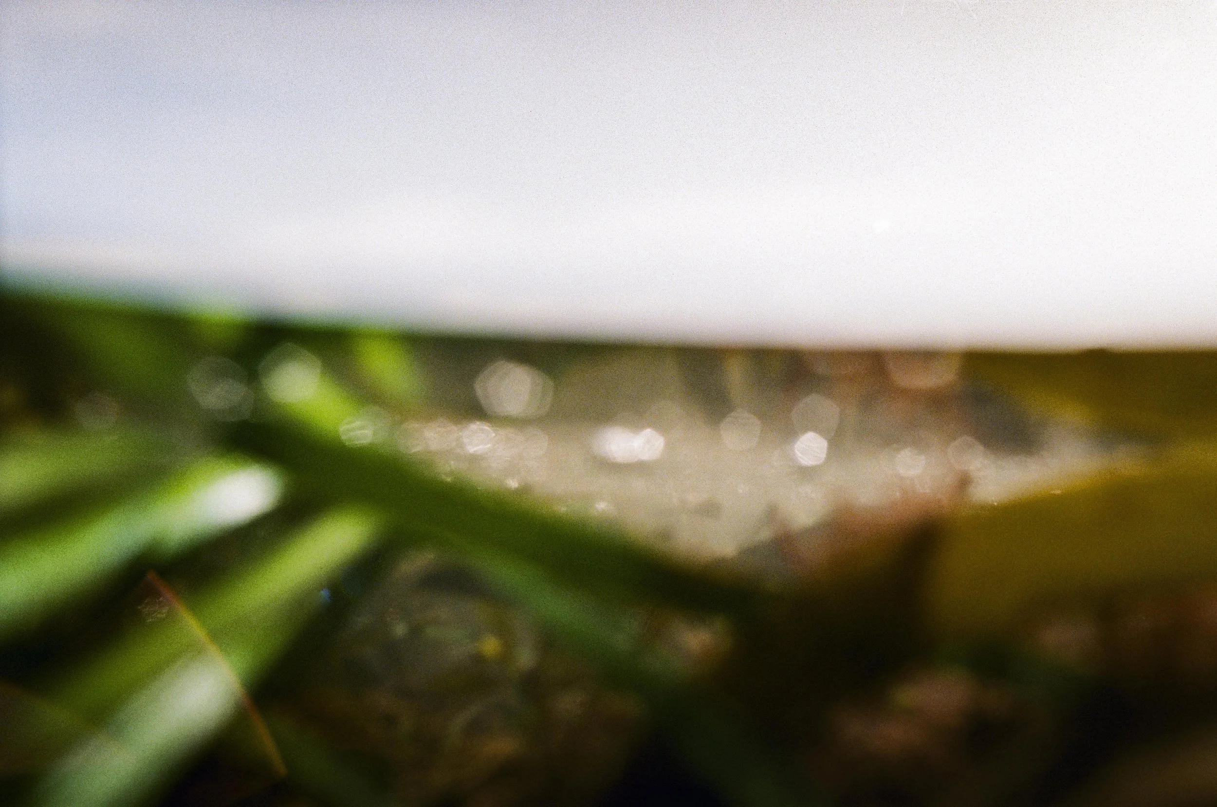 Untitled [9] The Seagrass Walk.jpg