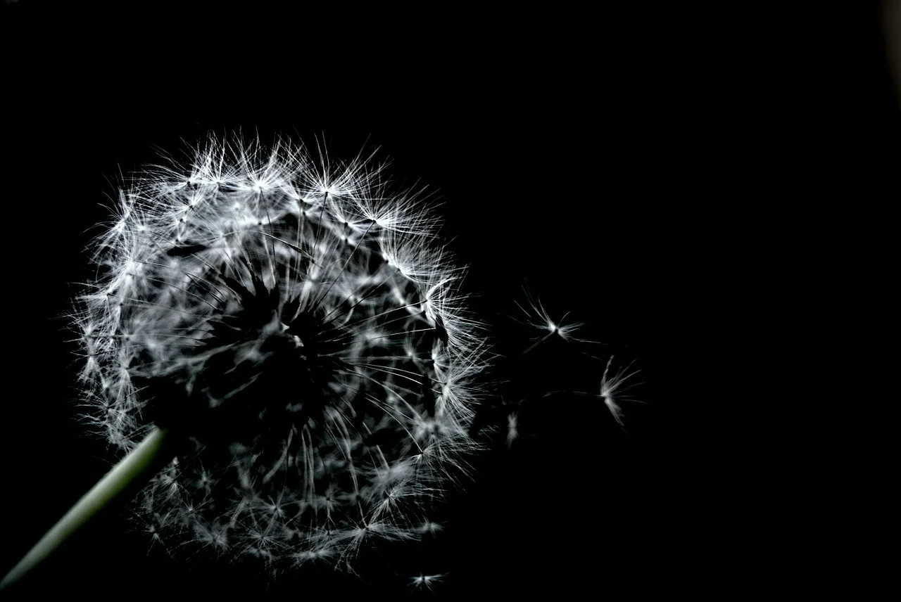 dandelion-440089_1280.jpg