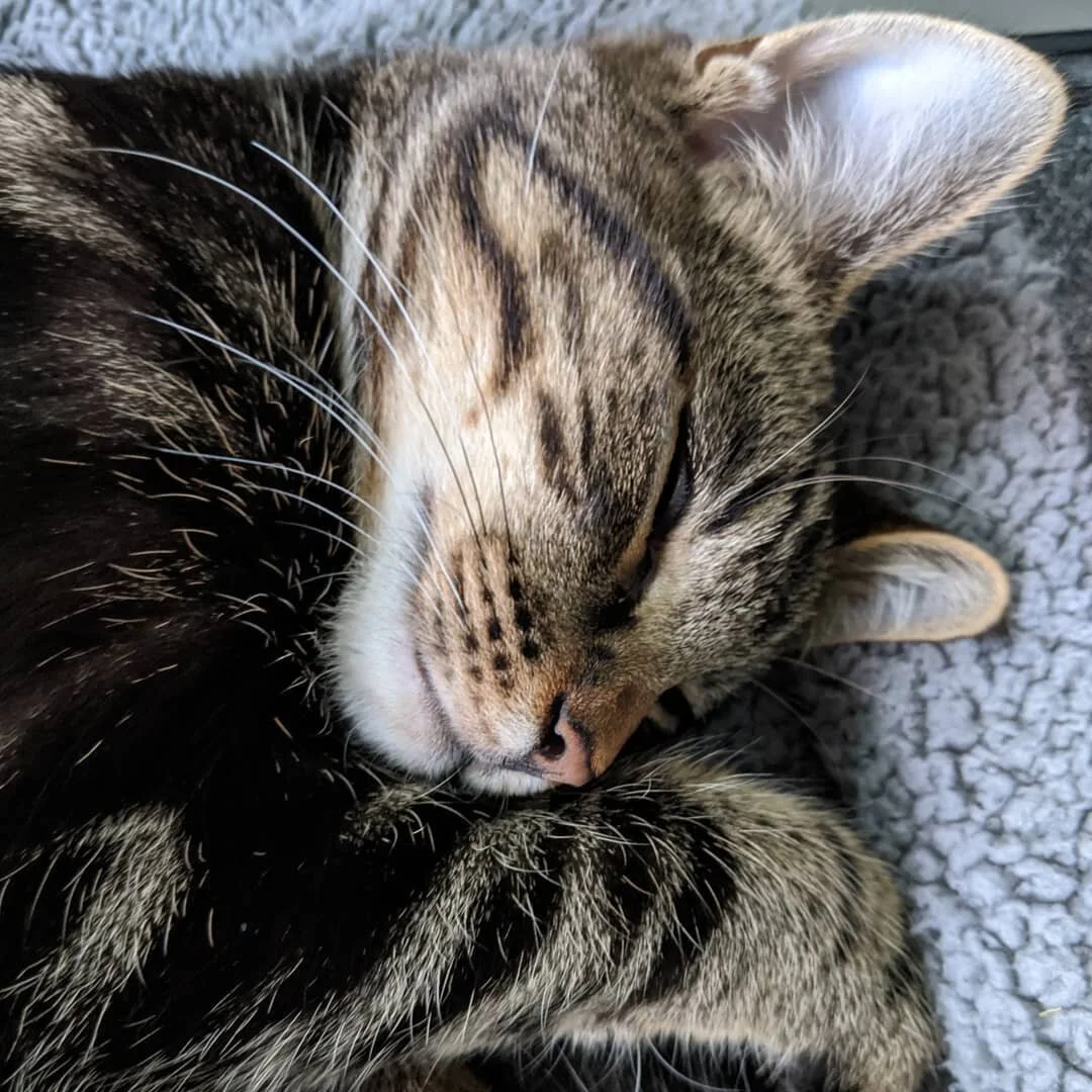 My two constant companions of late. They follow me when I shower, wake me up every morning, and make me smile every day ☺️
Watching them grow and try more and more daring things definitely makes staying home all the time a lot more fun