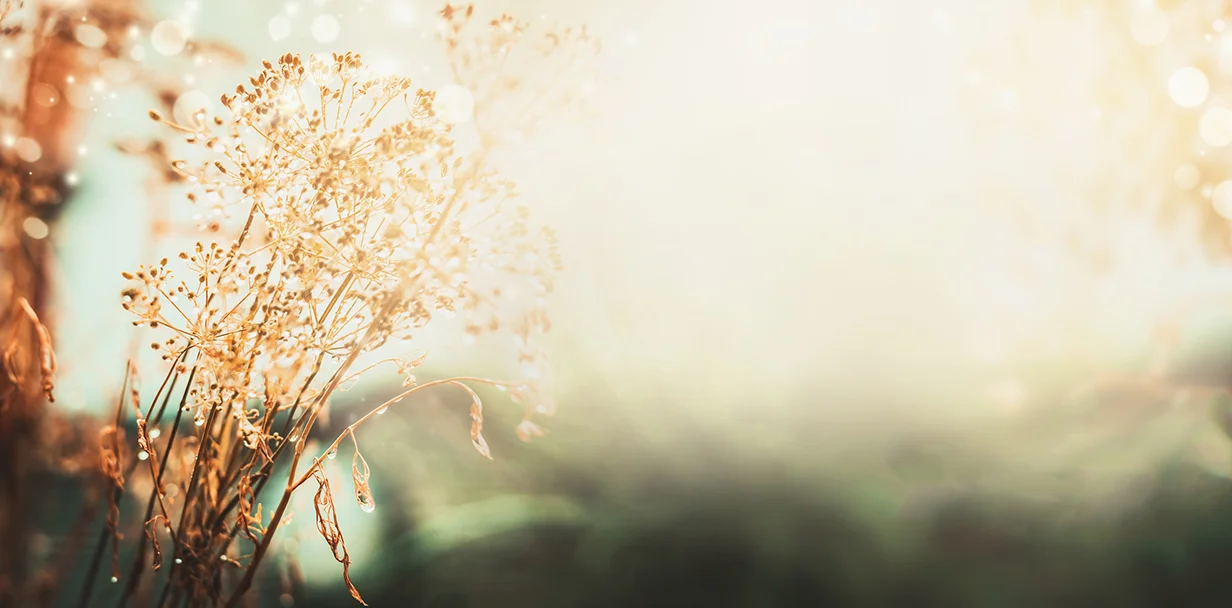 Eliane header wheat sm.jpg