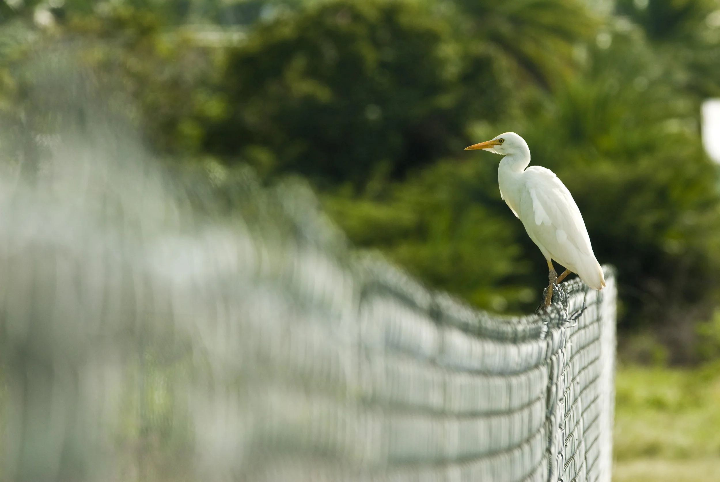  Egret (Garling)