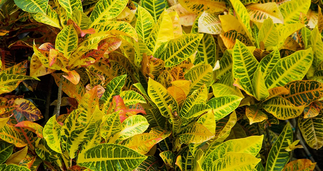 Croten Plants