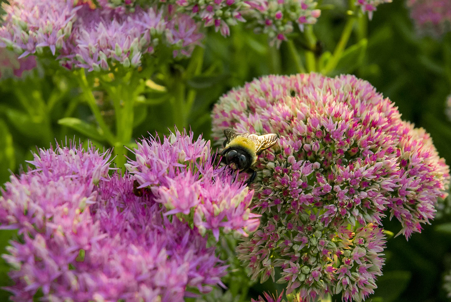 Bumble Bee