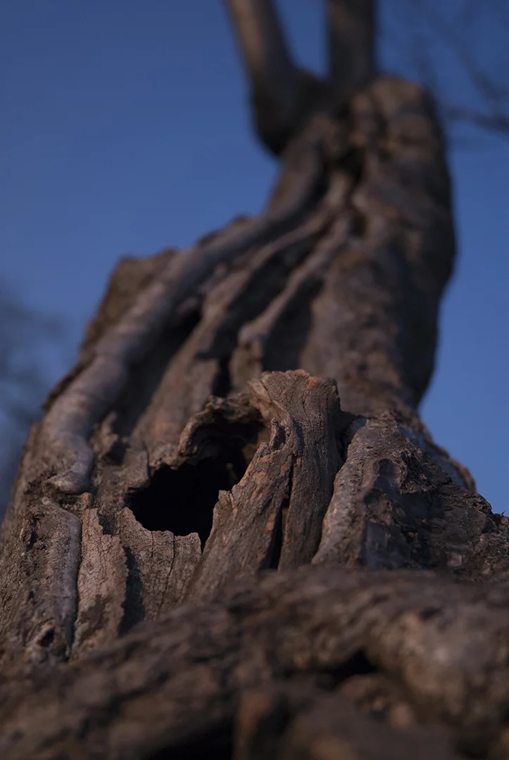 Old Tree - Beautiful even in Death