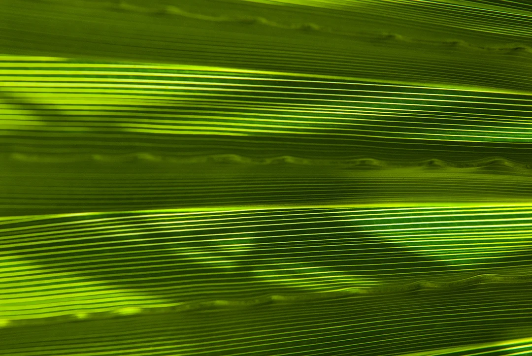 Palm Leaves