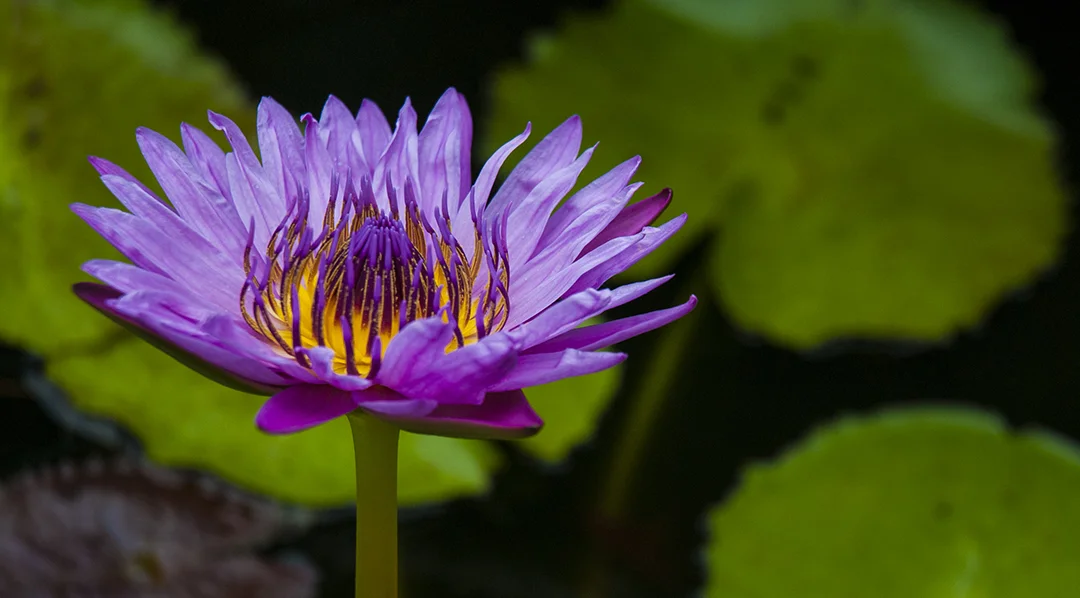 Pond Lily