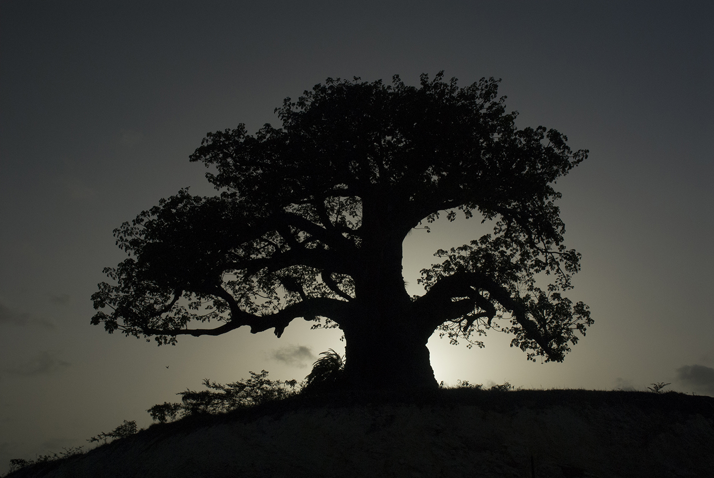 Old tree in the Sun