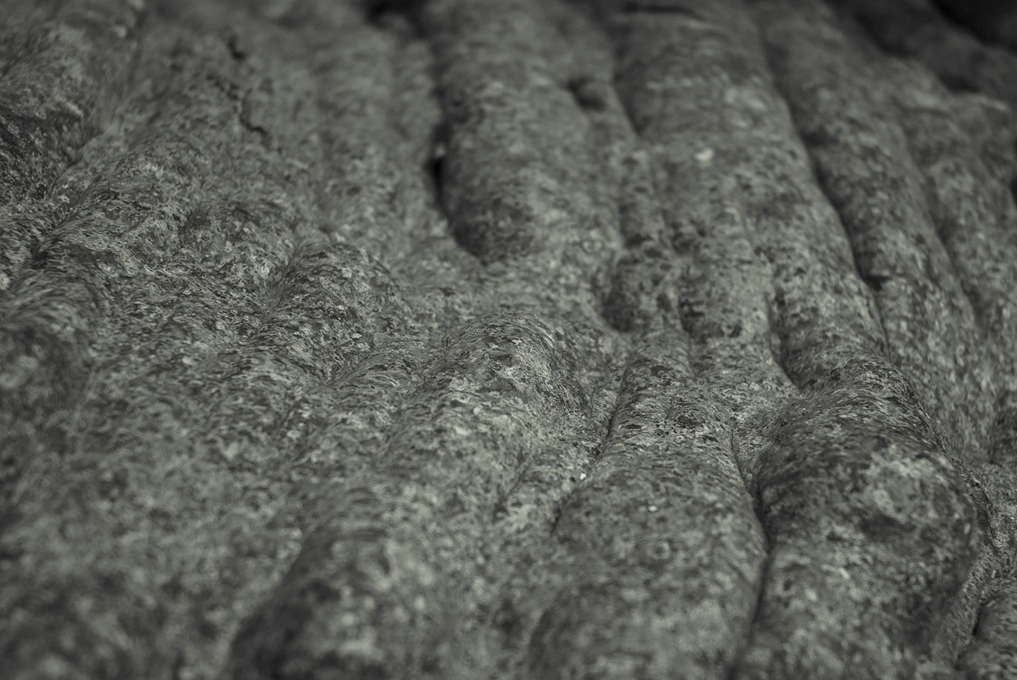 Tree Bark