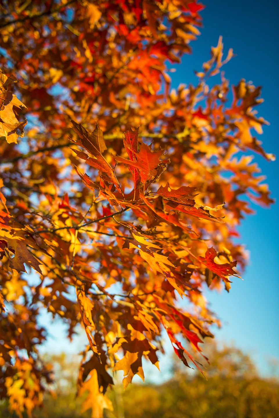Fall Leaves