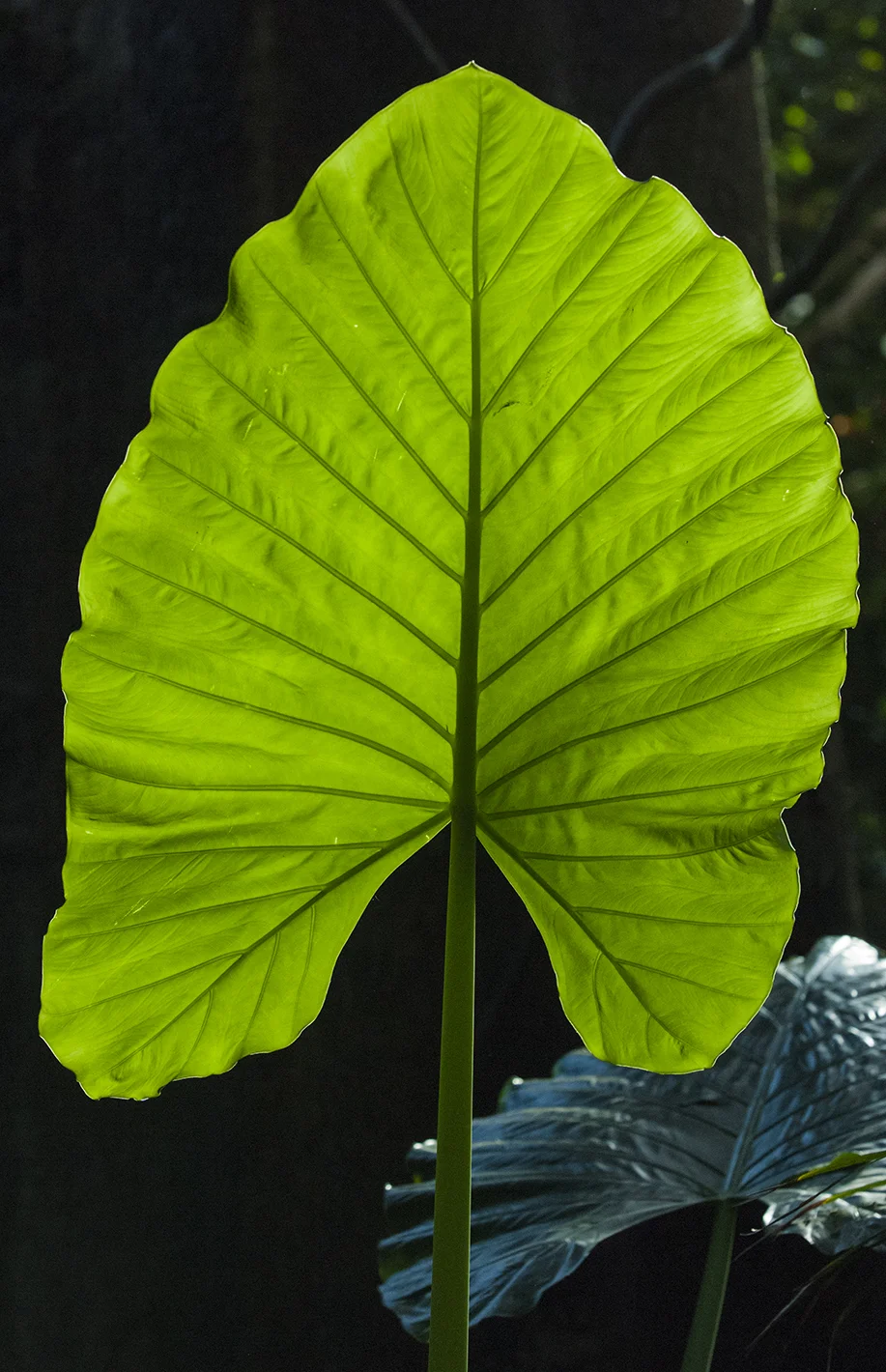 Broad Leaf Plant