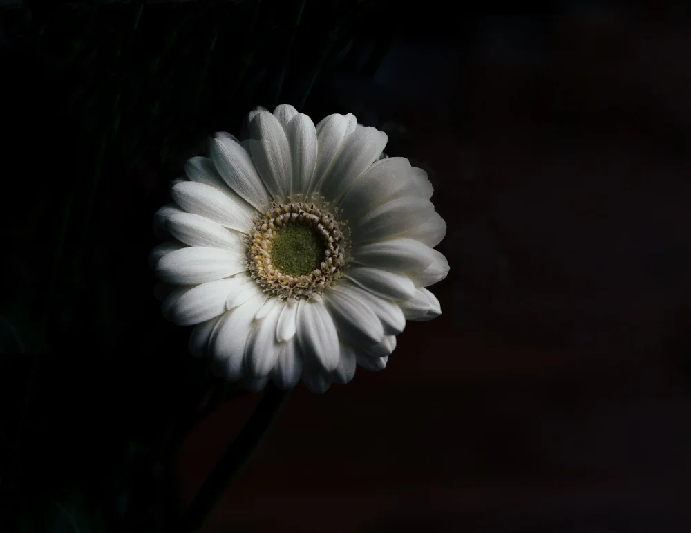 Gerbera