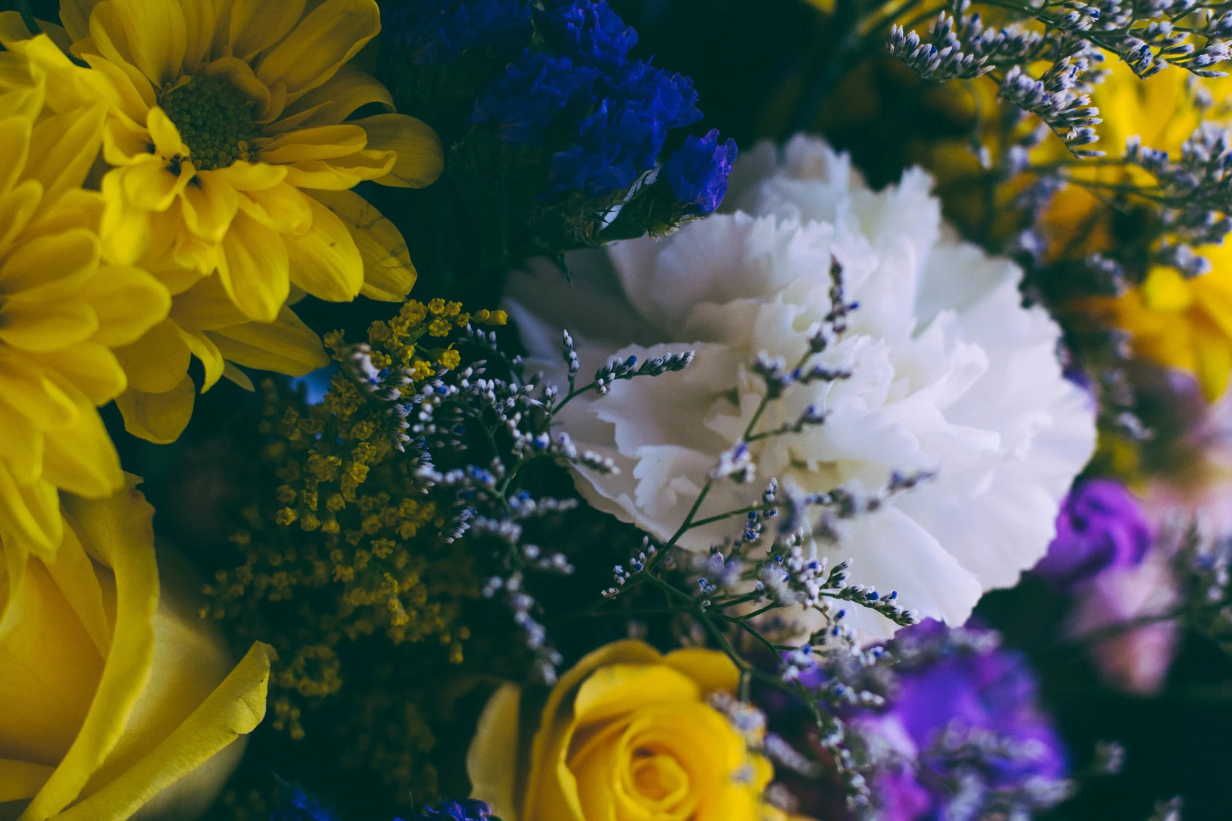 Carnations