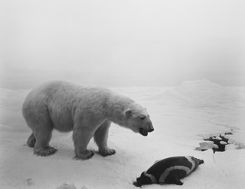 杉本博司　POLAR BEAR