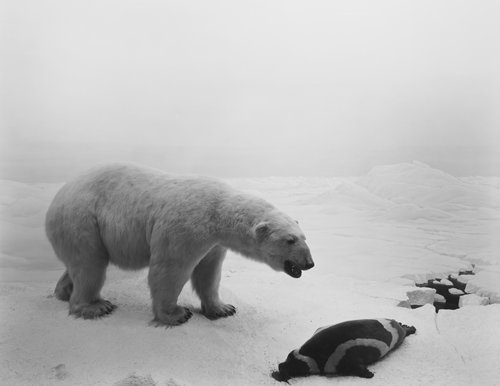 Polar Bear, 1976