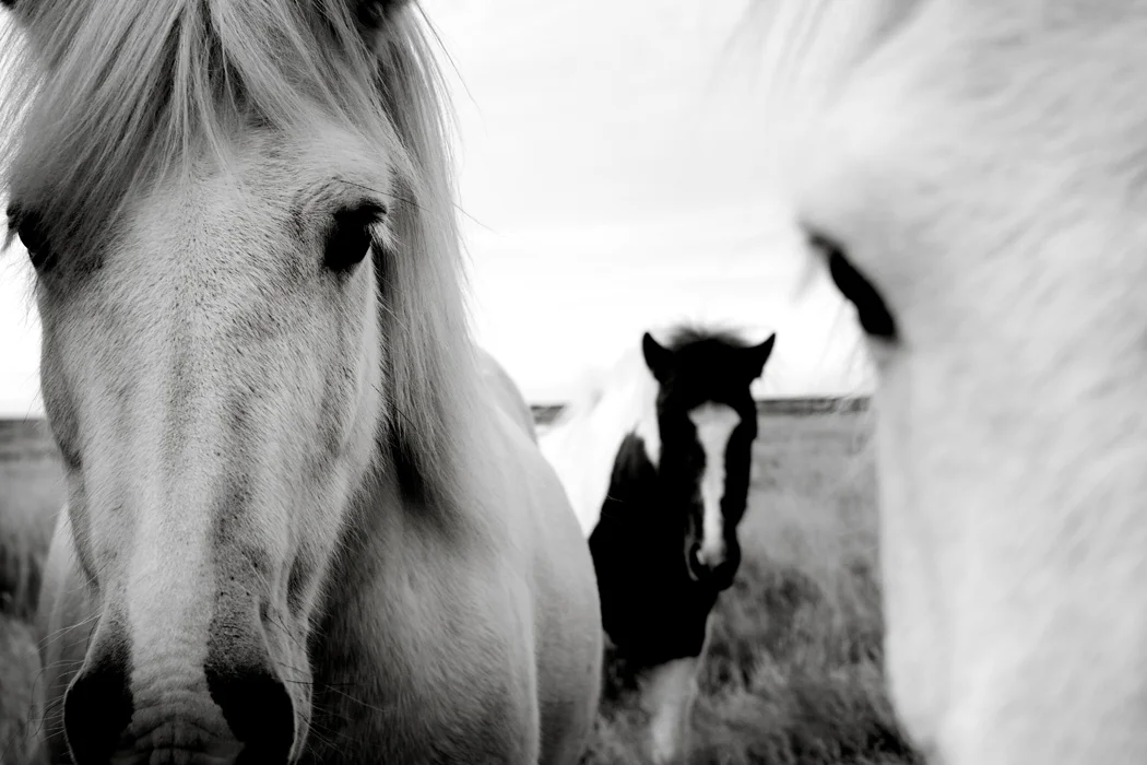 horses lceland.jpg