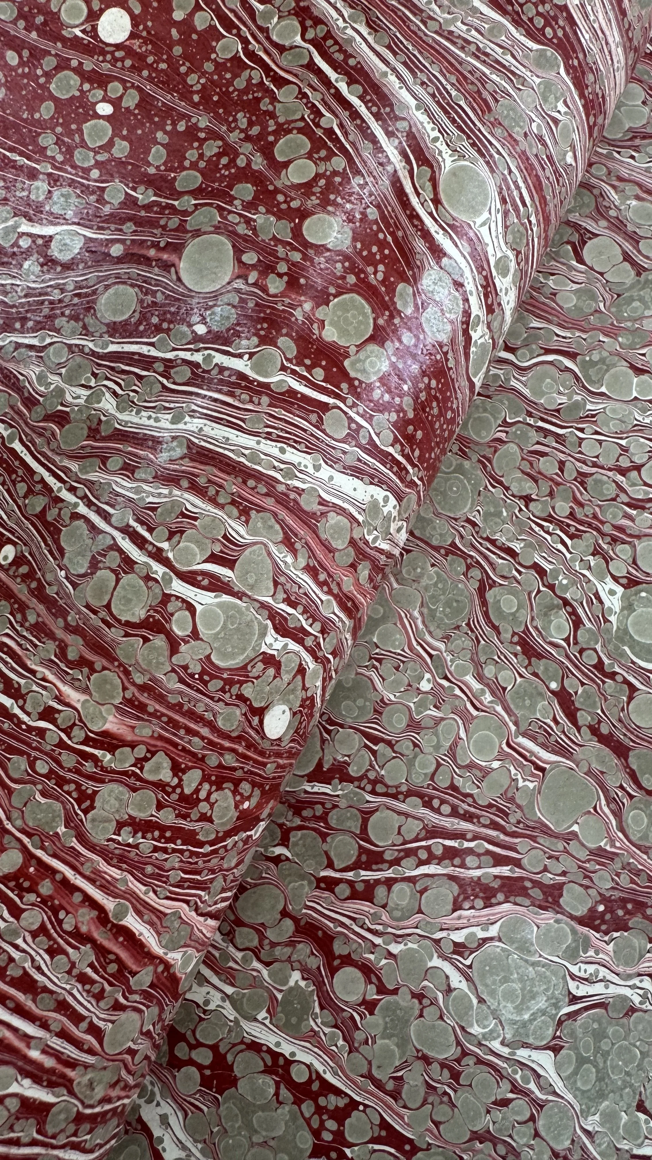 Waxed  Zebra  (SALE)