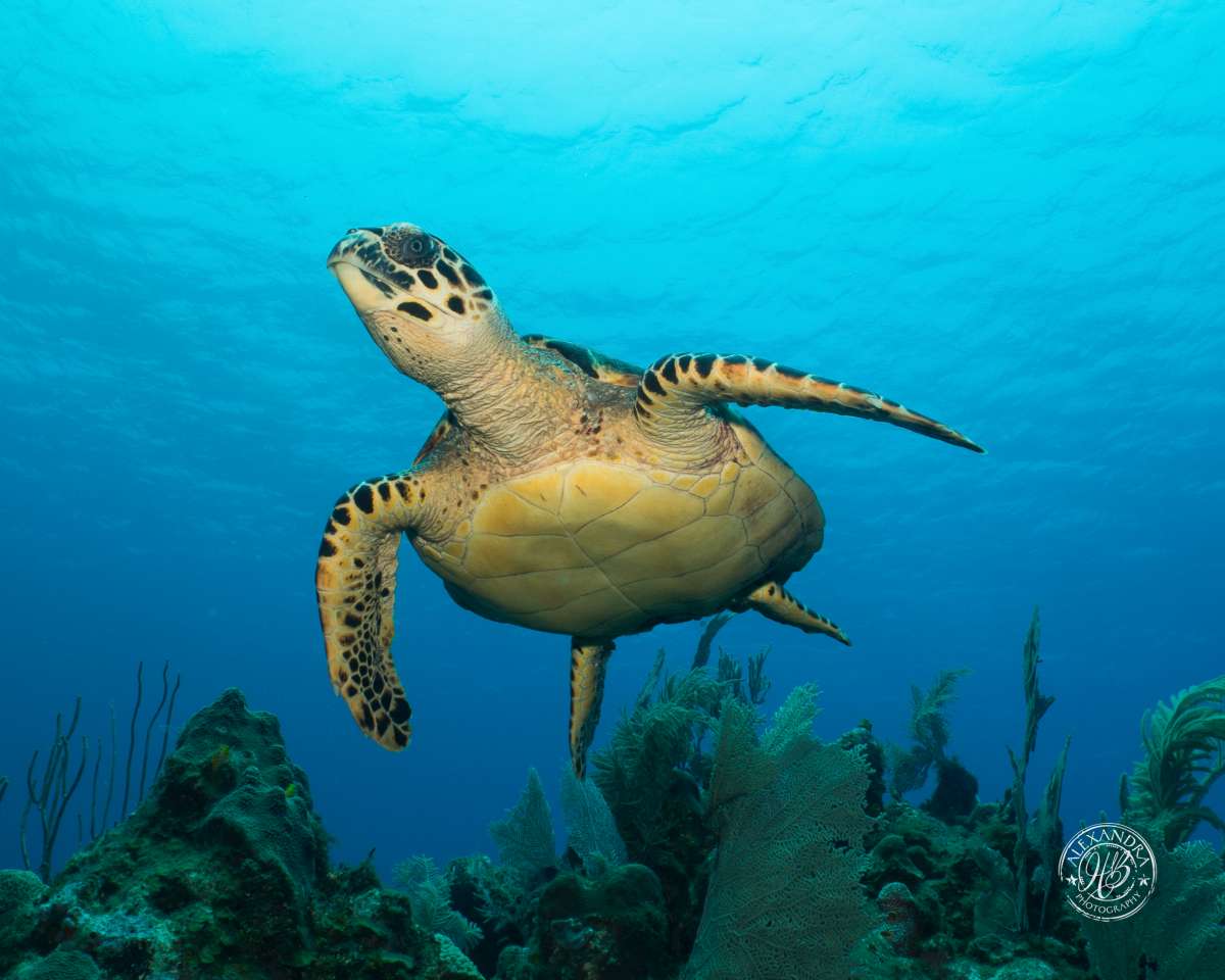 Hawksbill Turtle looking up (May '16) (1 of 1).jpg