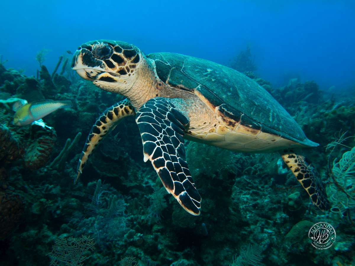 Hawksbill turtle (Feb 16) (1 of 1).jpg