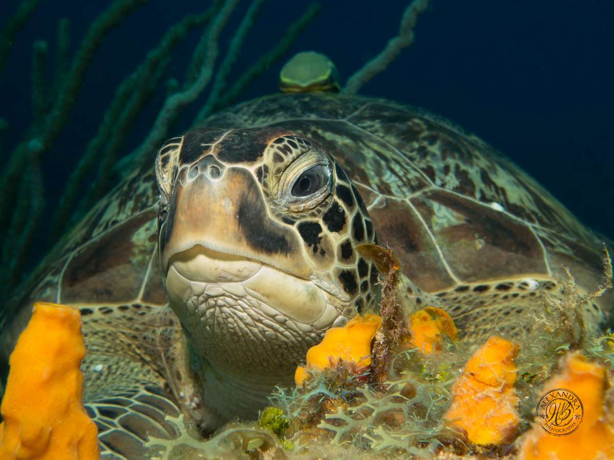 Green Turtle Collection (1 of 1).jpg