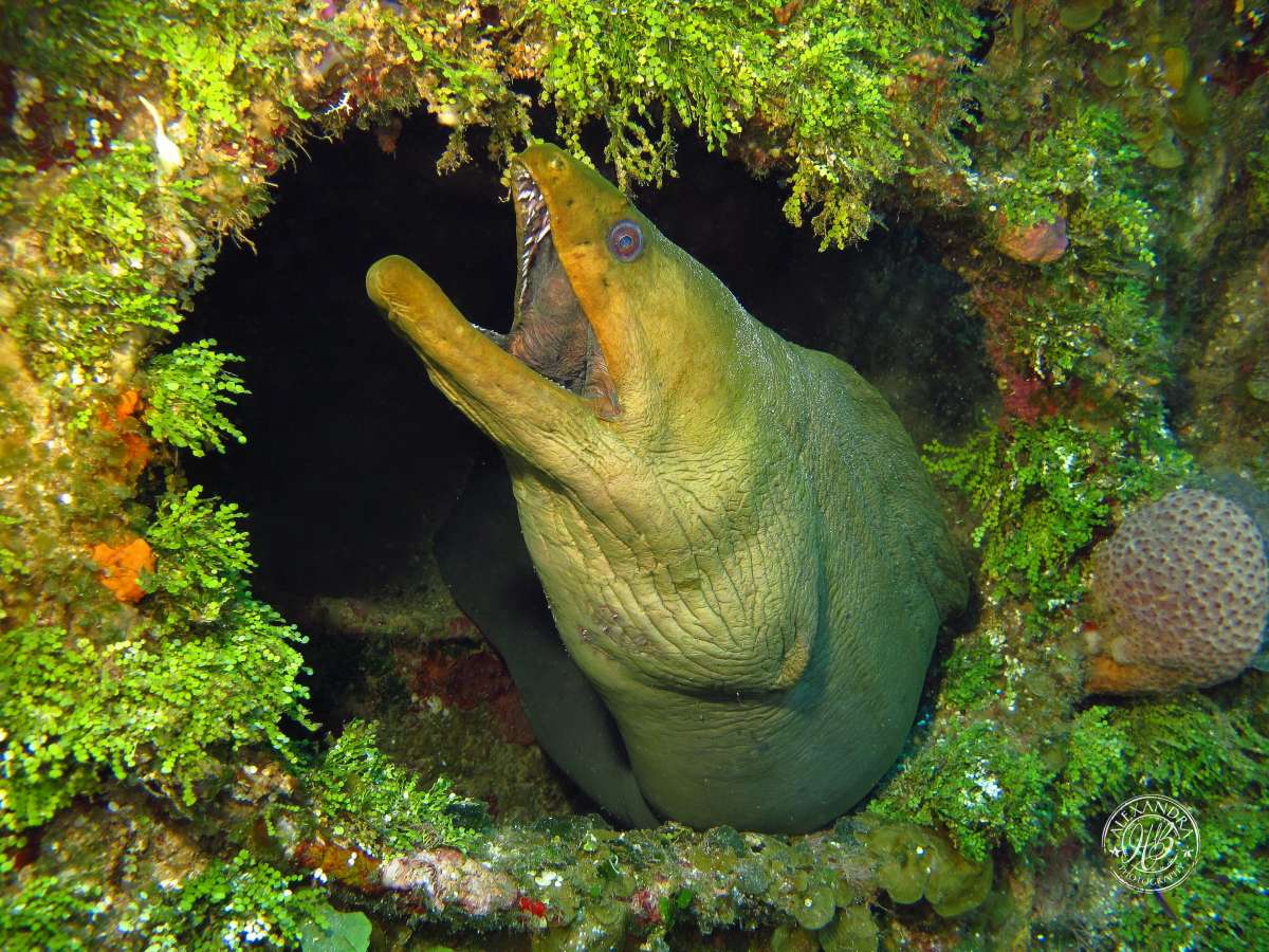 Green Moray eel in wreck  (2013) (1 of 1).jpg