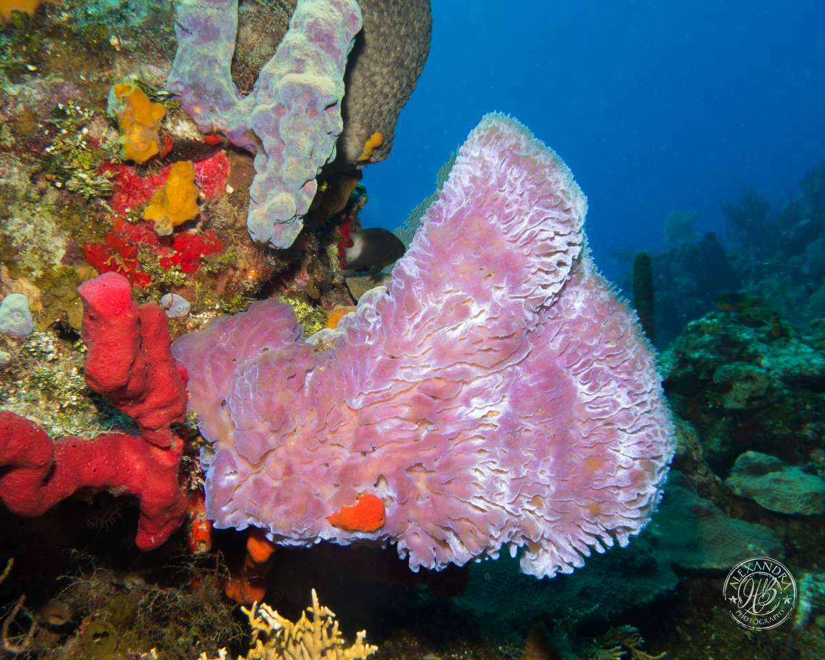 Azure vase sponge and reef 8x10 Sept '15 (1 of 1).jpg