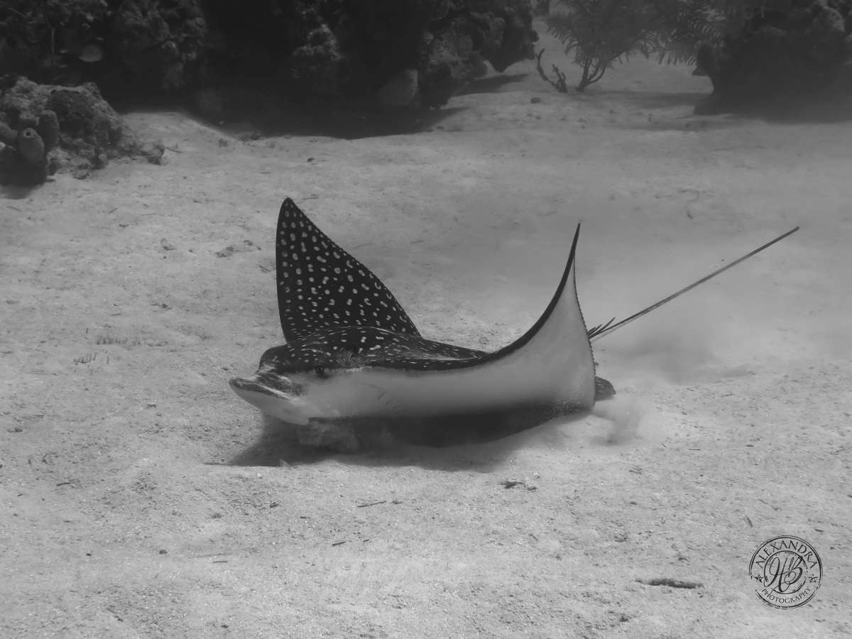 Spotted Eagle Ray (May 15) (1 of 1).jpg