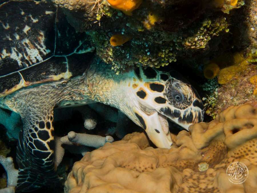 a hawksbill turlte eating some coral with a coconut tree scuba diver in ROATAN